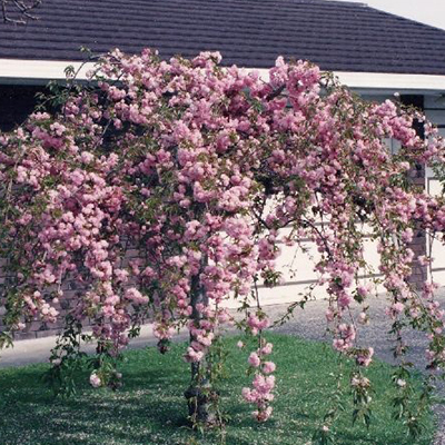 Prunus serrulata Kiku
