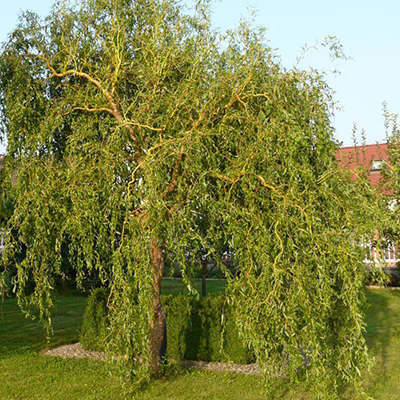 Salix matsudana 'Tortuosa'