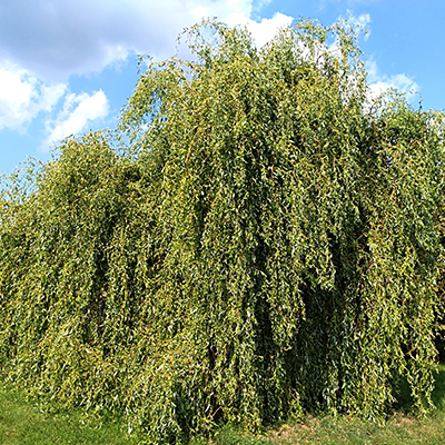 Salix x sepulcralis Erythroflexuosa